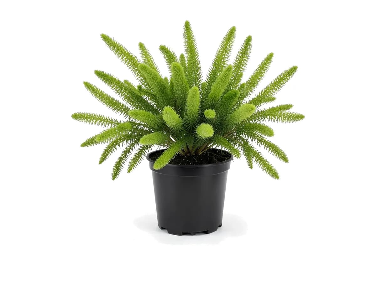 Foxtail Fern