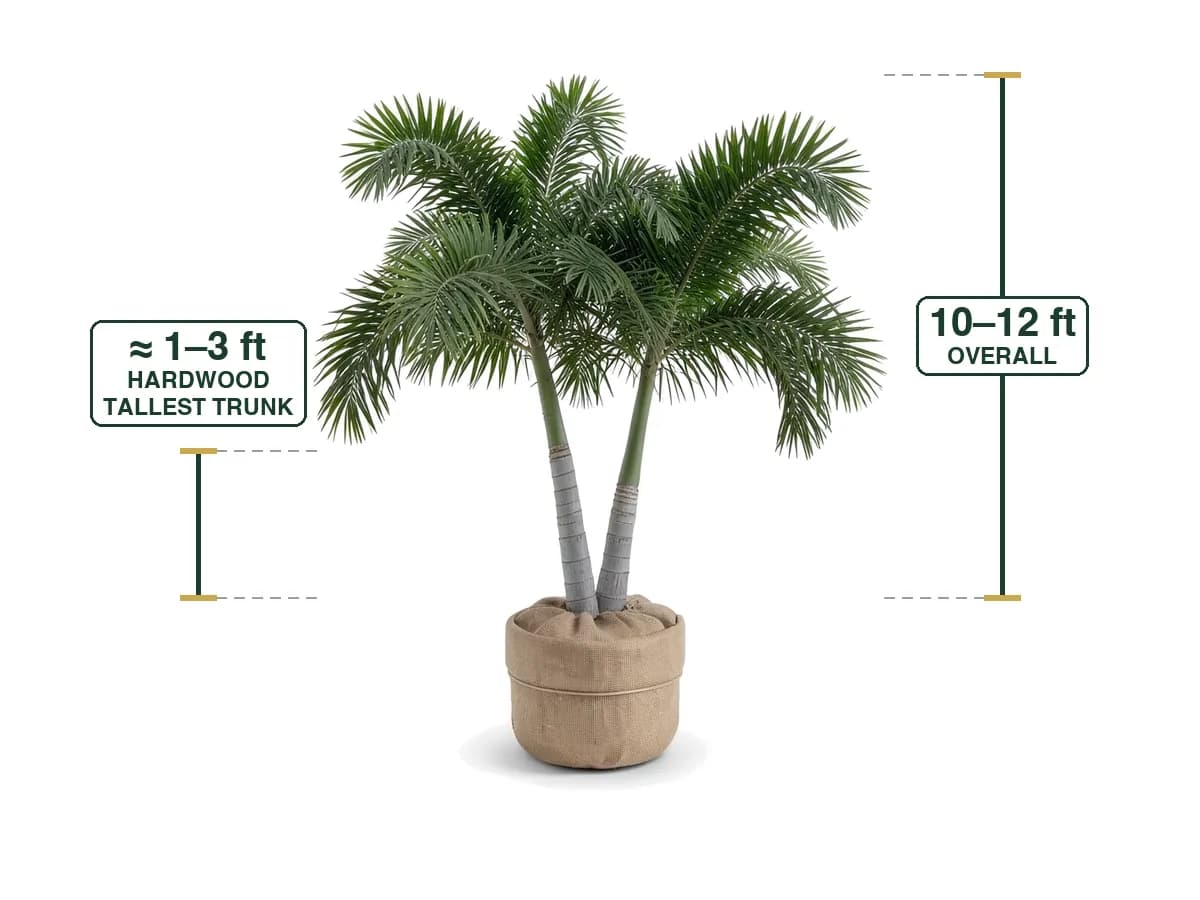 Foxtail Palm Double