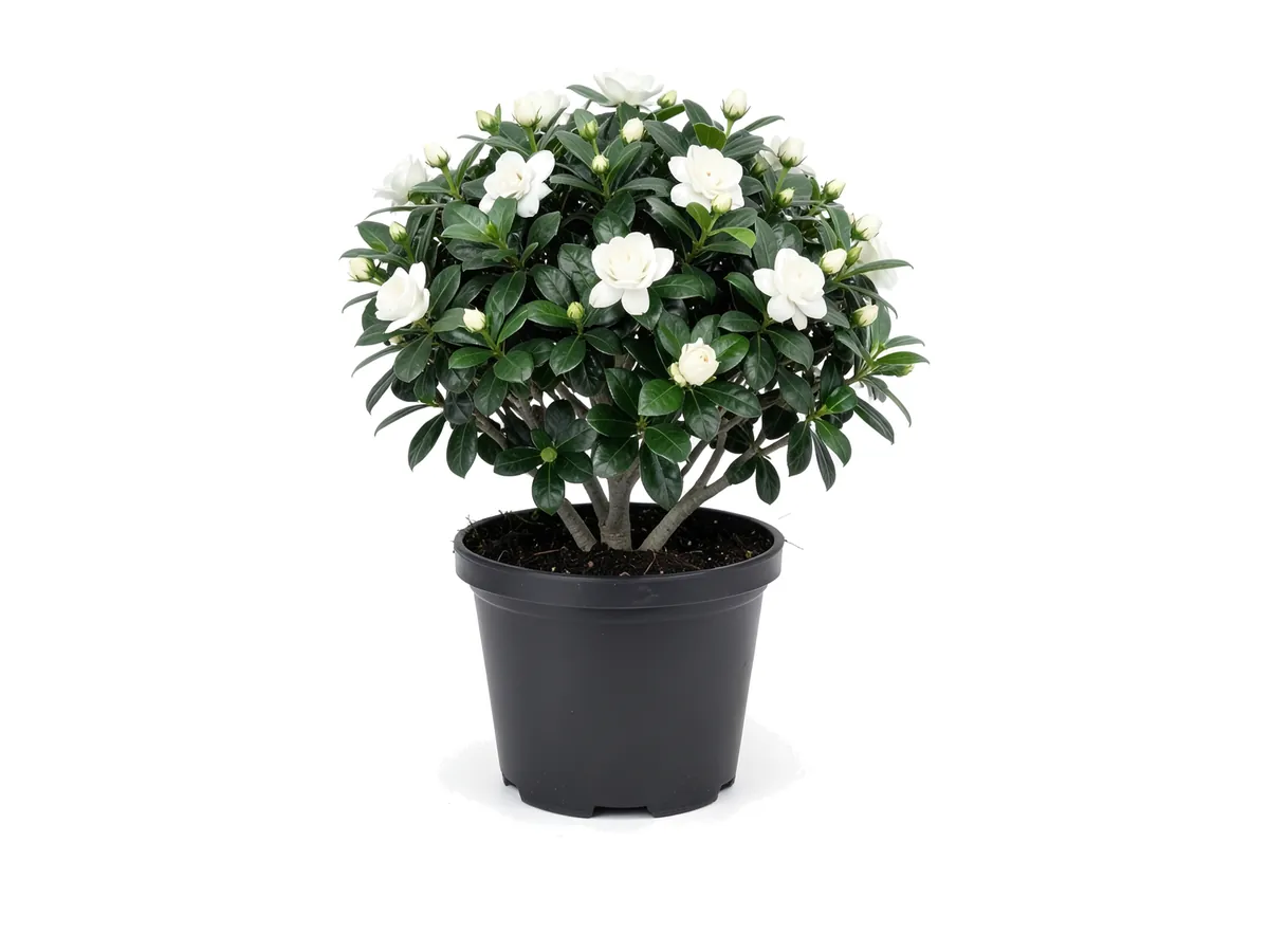 Gardenia Bush