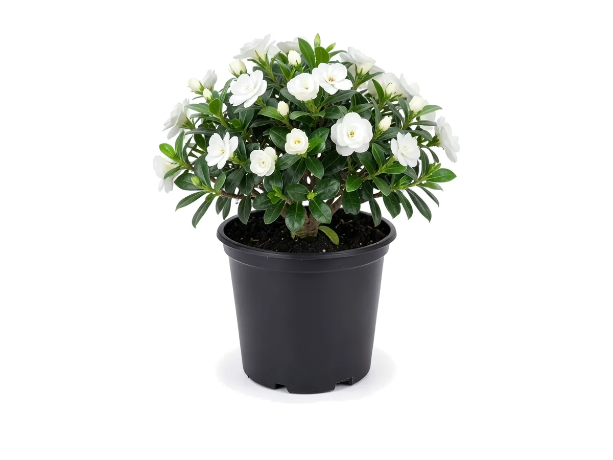 Gardenia Dwarf