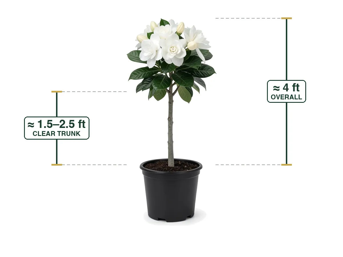 Gardenia Miami Supreme Tree