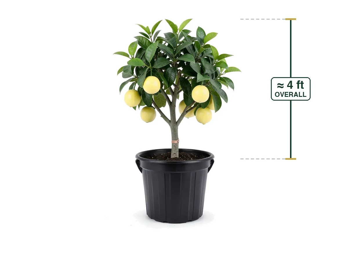 Grapefruit Tree