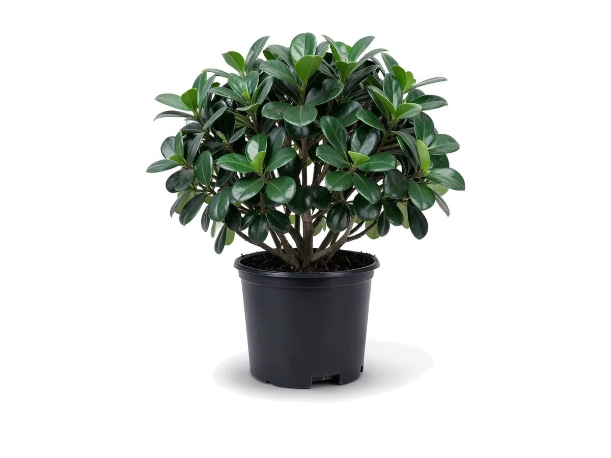 Green Island Ficus
