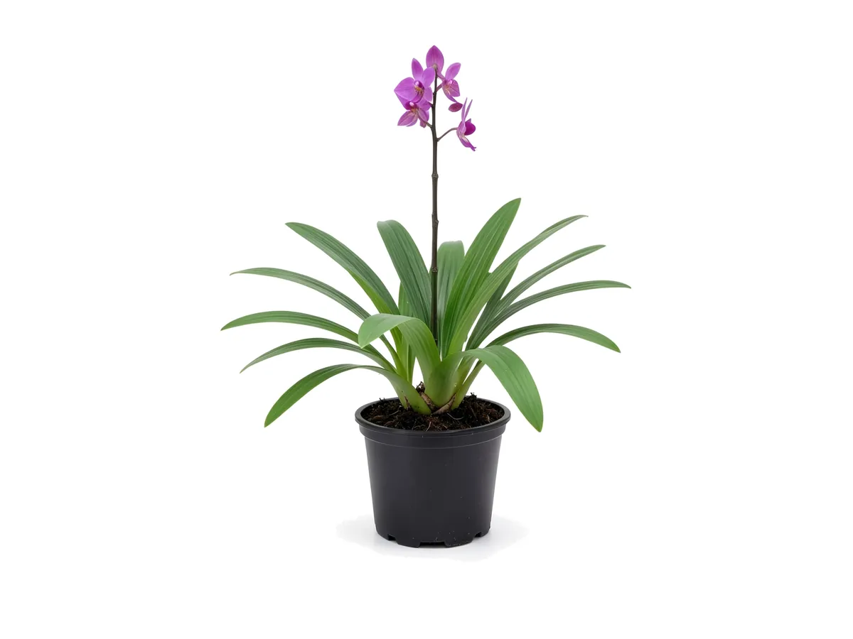 Ground Orchid