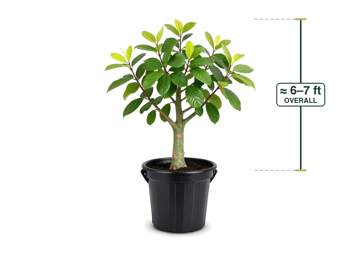 Guava Tree