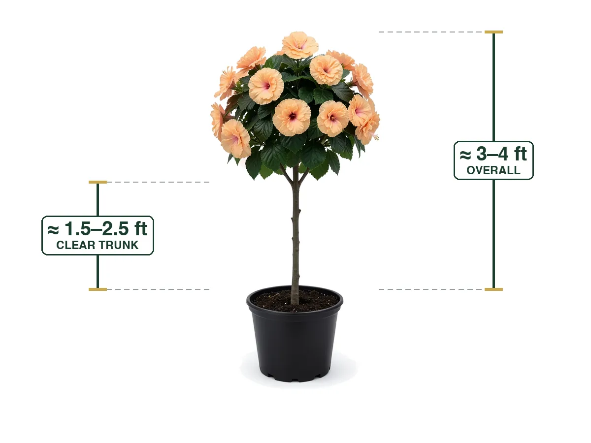 Hibiscus Double Peach Tree