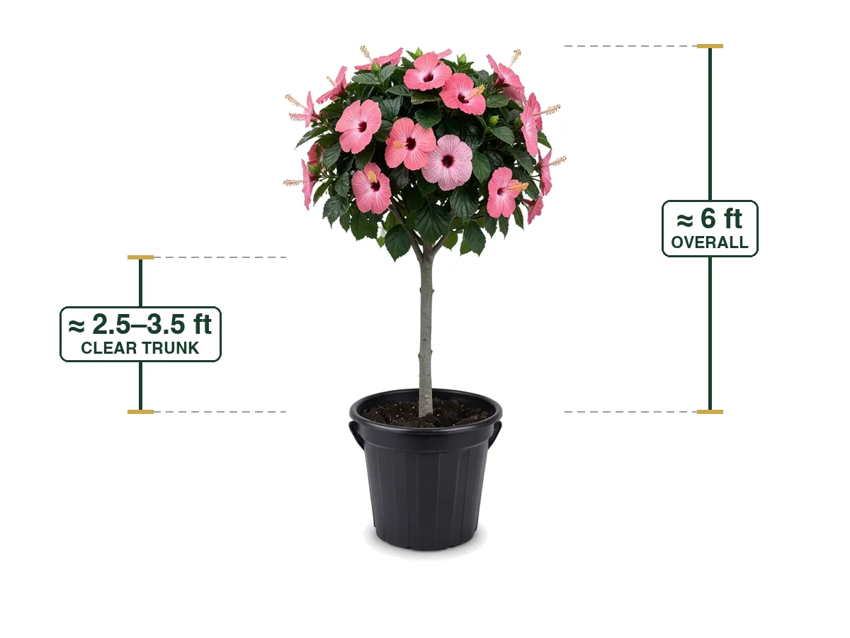 Hibiscus Painted Lady Tree