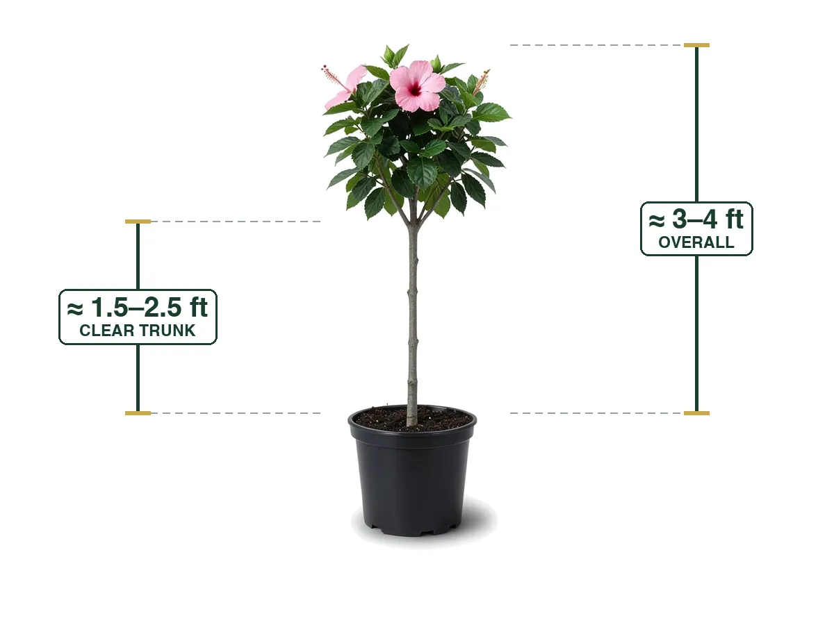 Hibiscus Pink Anderson Tree