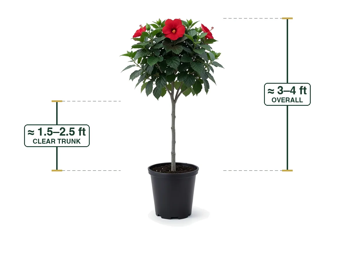 Hibiscus Red President Tree