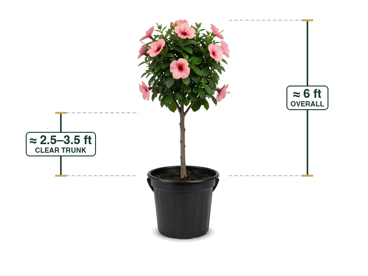 Hibiscus Seminole Pink Tree