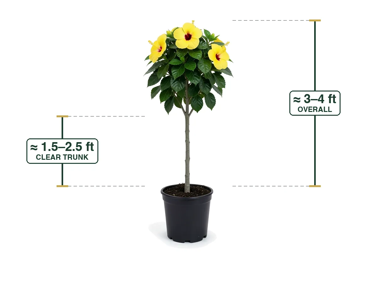Hibiscus Yellow Tree