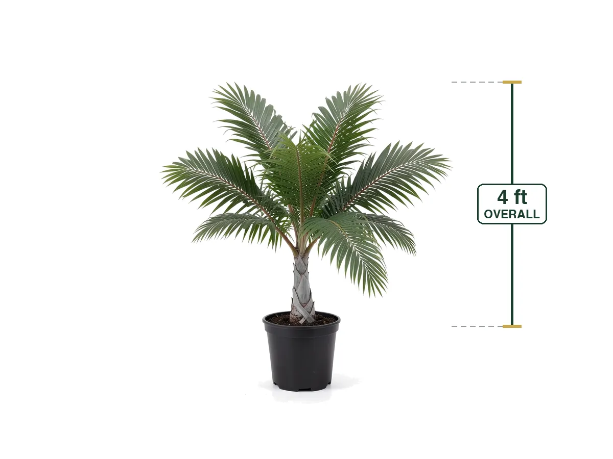 Hurricane Palm