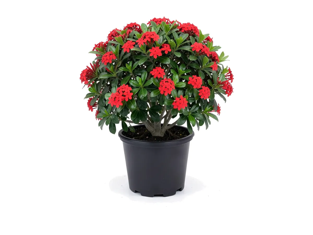 Ixora Red