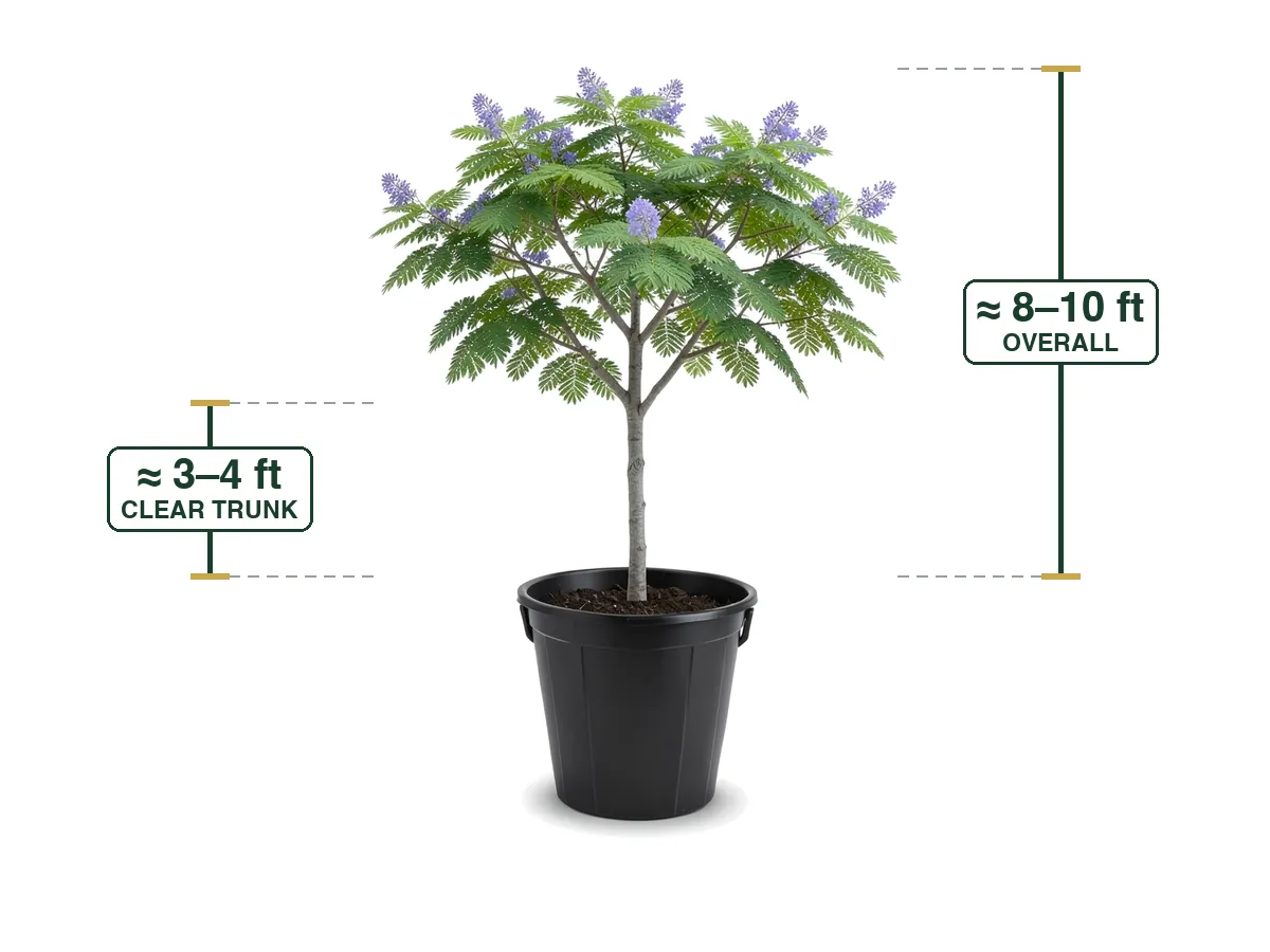 Jacaranda Tree