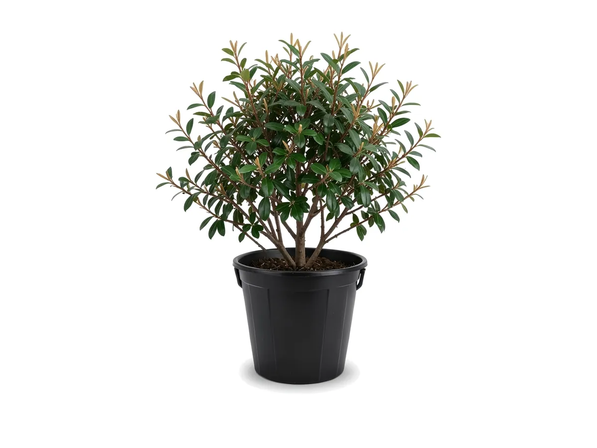 Jamaican Caper