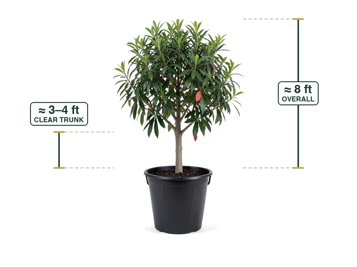 Japanese Blueberry Tree
