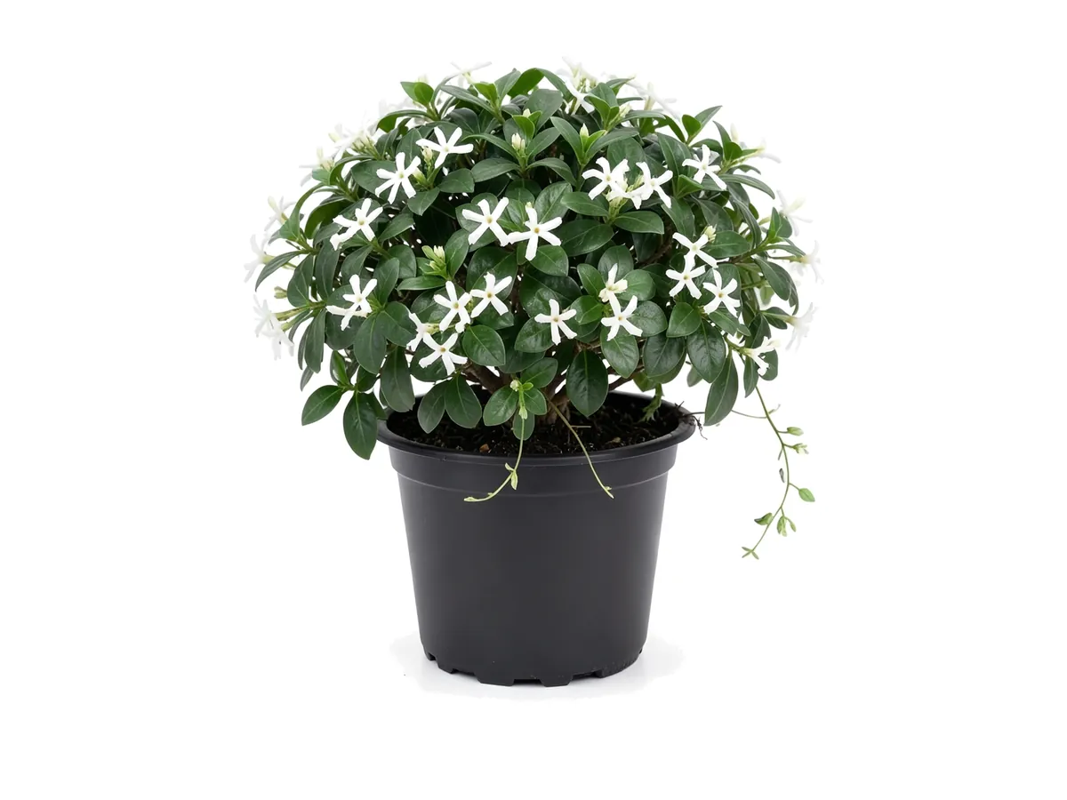 Jasmine Confederate Bush