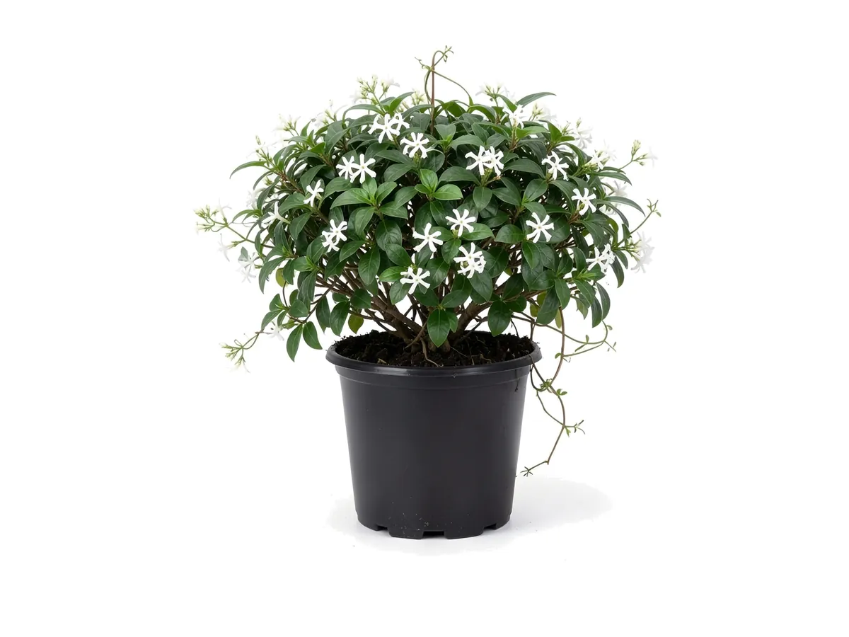Star Jasmine
