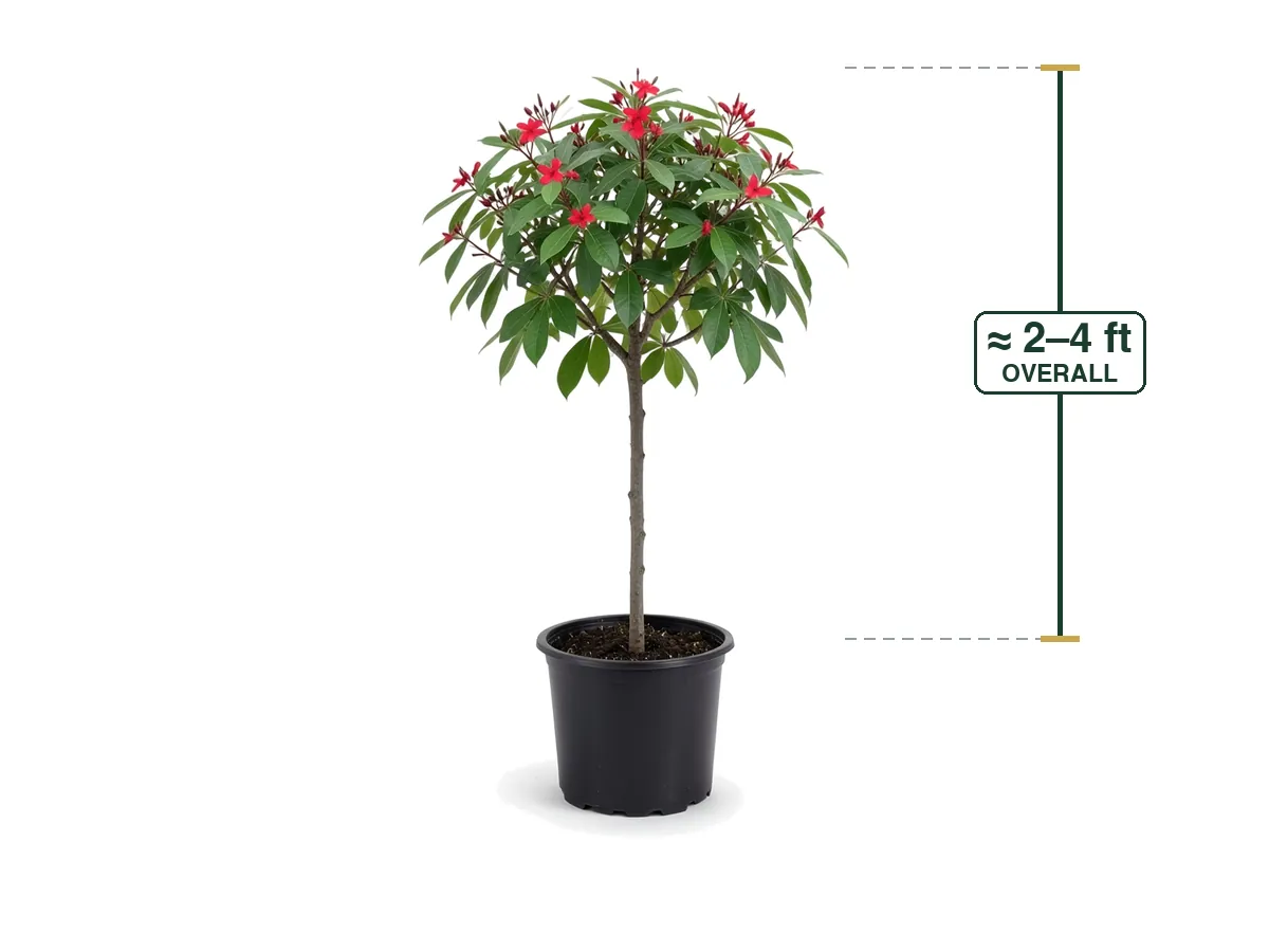 Jatropha Tree