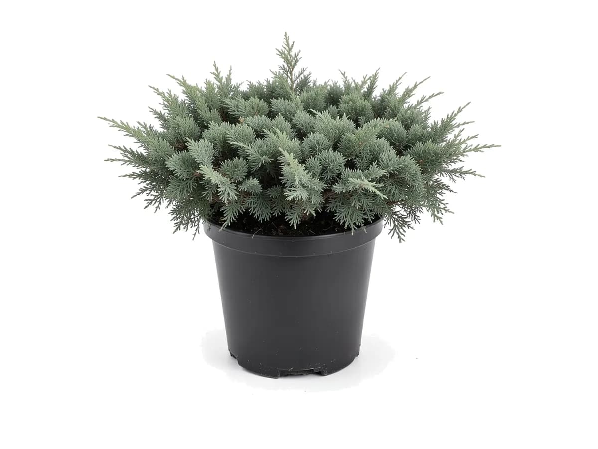 Juniper Parsonii