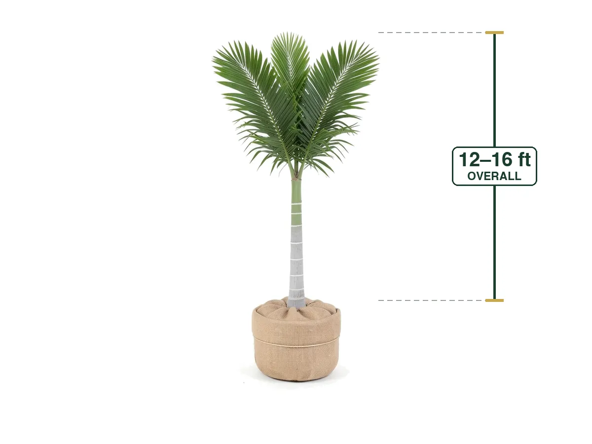 Kentiopsis Palm