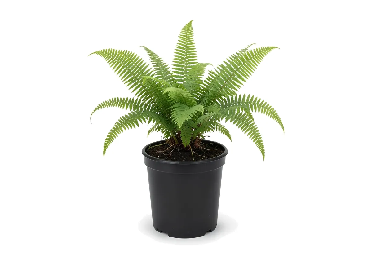 Kimberly Queen Fern
