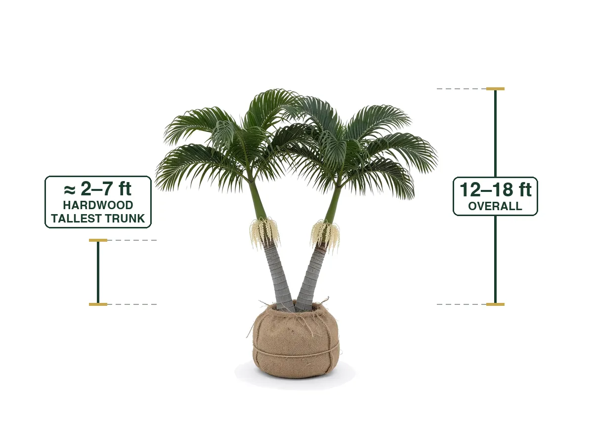 King Alexander Palm Double