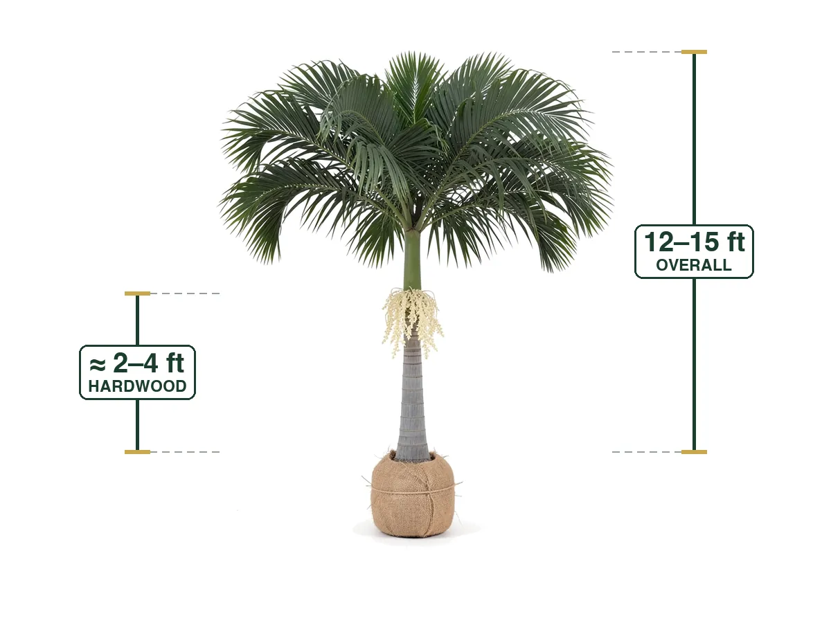 King Alexander Palm