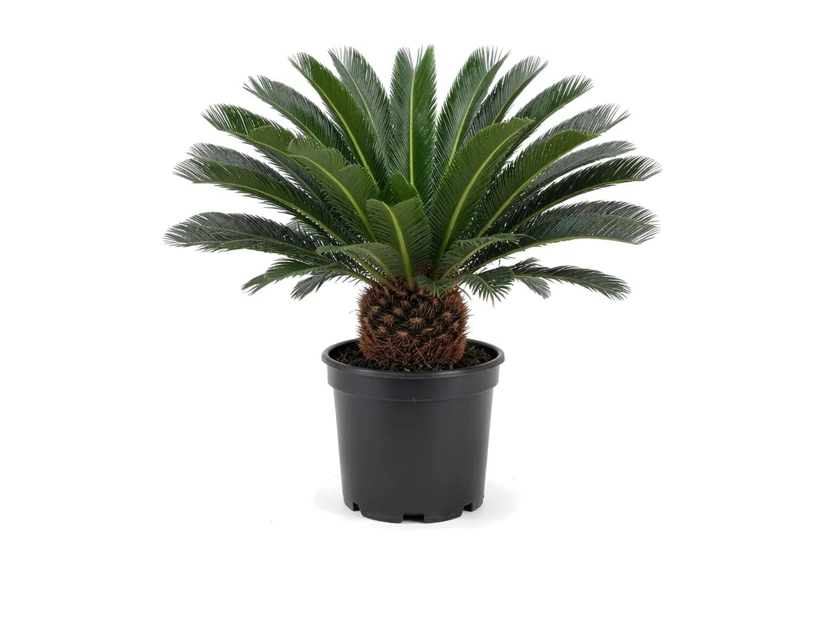 King Sago Palm