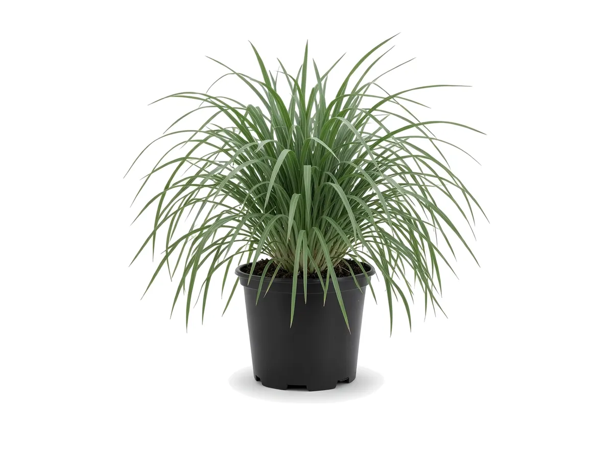 Lemongrass