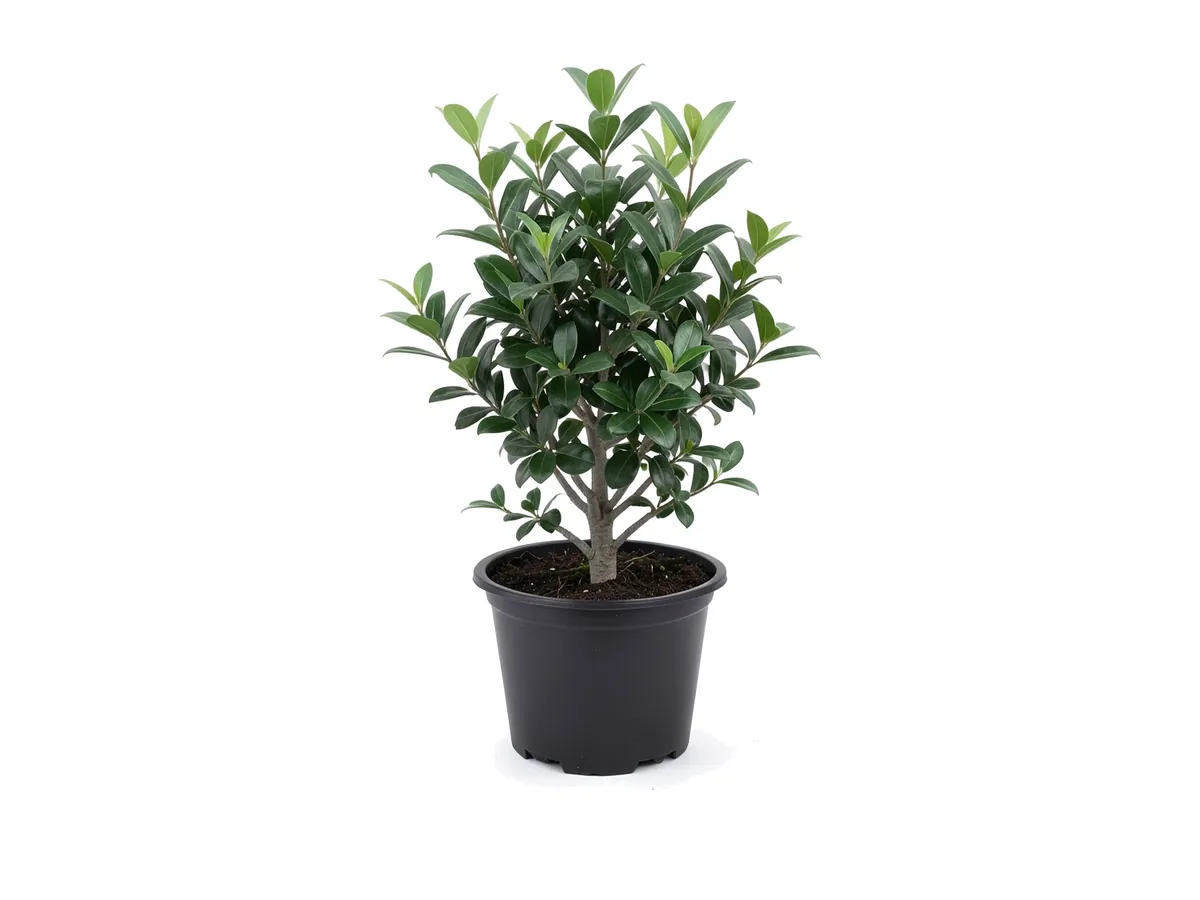 Ligustrum