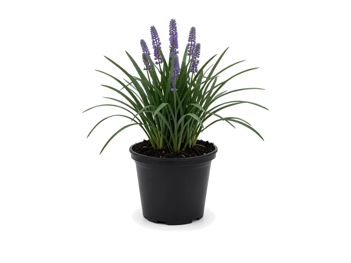 Liriope Super Blue