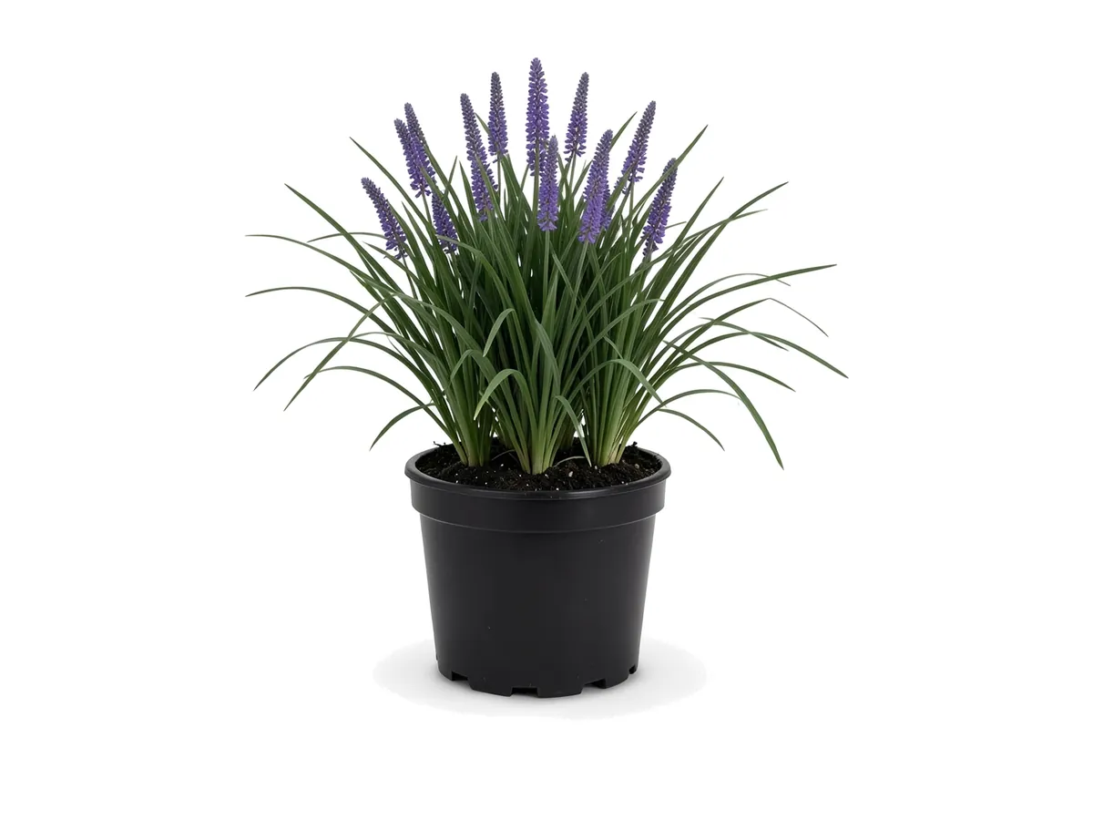 Liriope Super Blue R