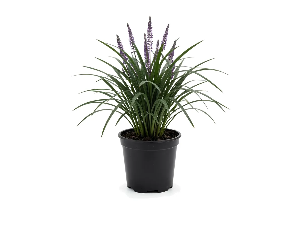Liriope