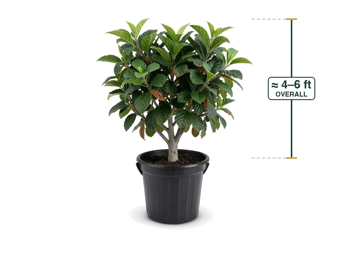 Loquat