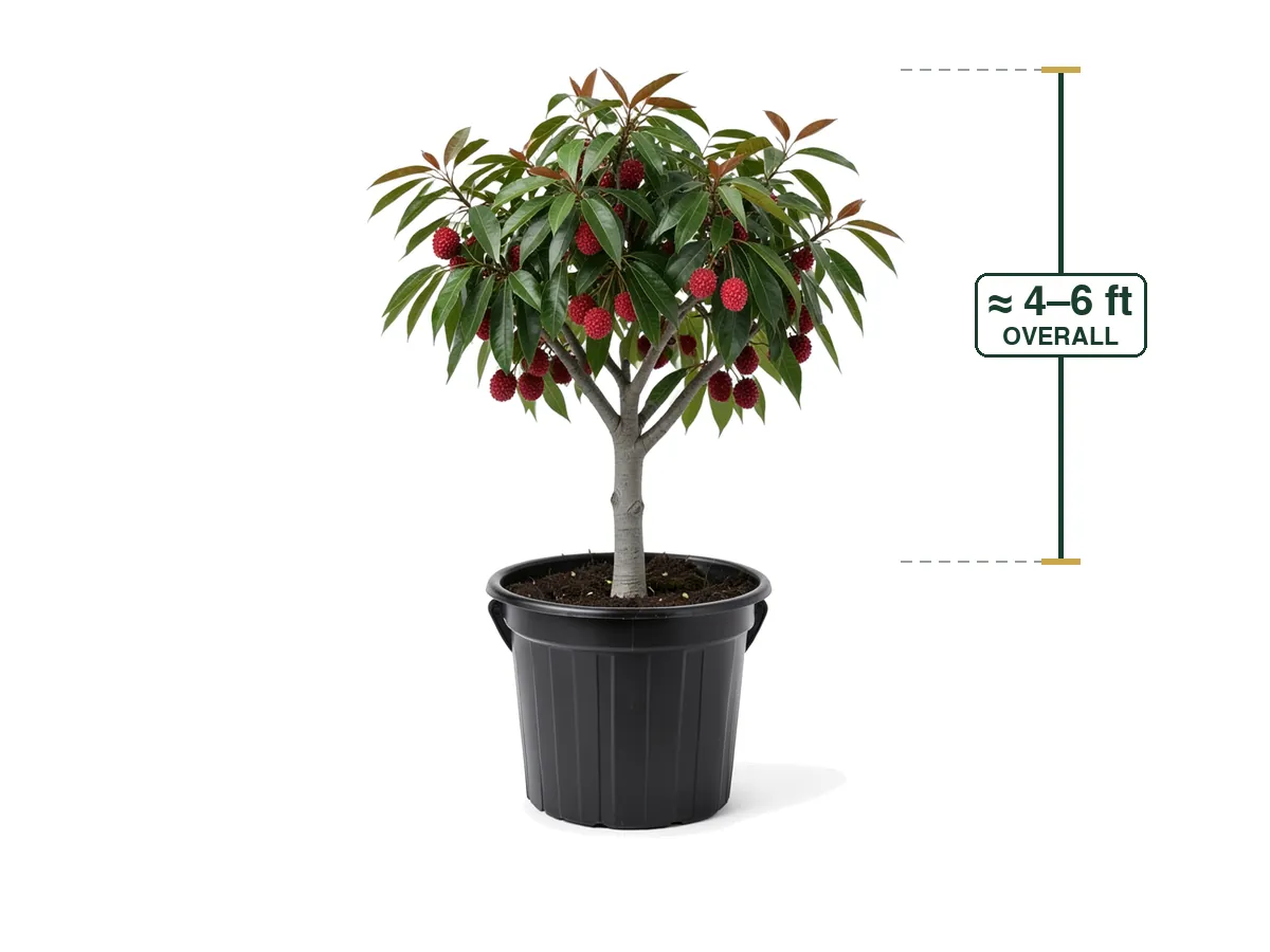 Lychee Tree