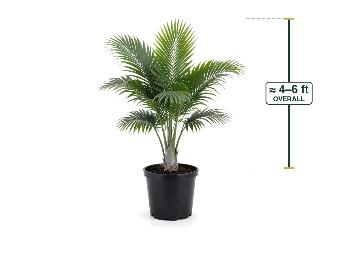 Majesty Palm