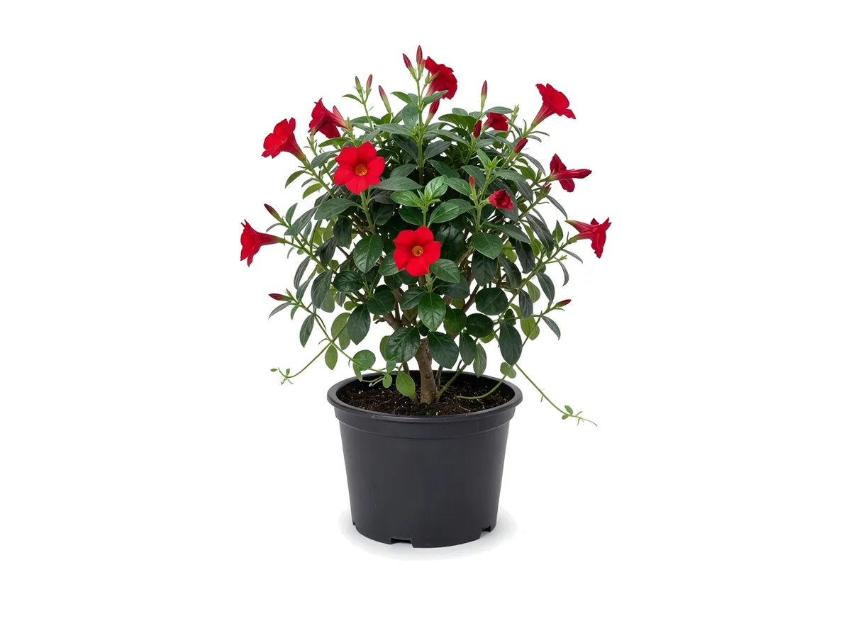 Mandevilla