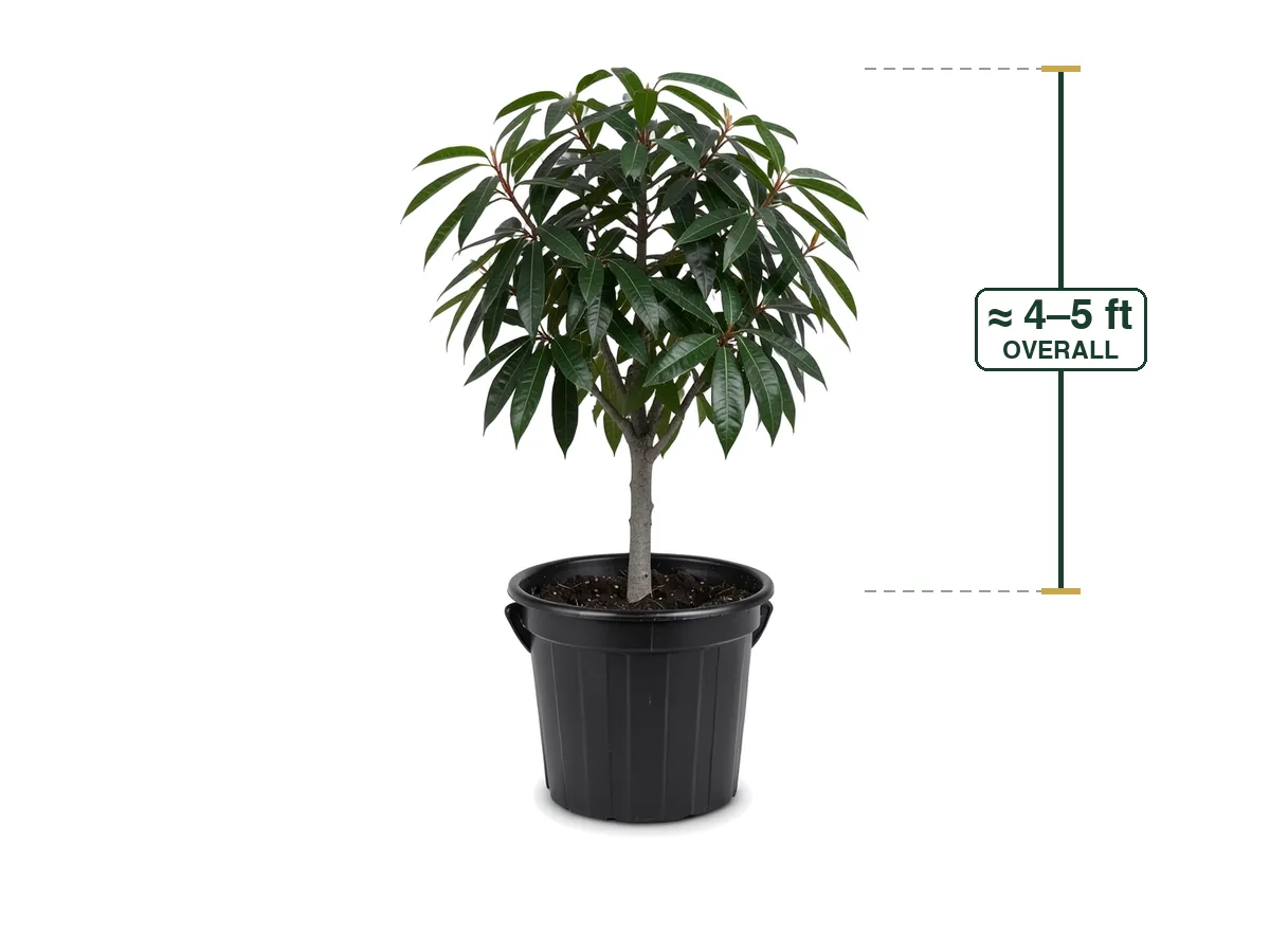 Mango Tree