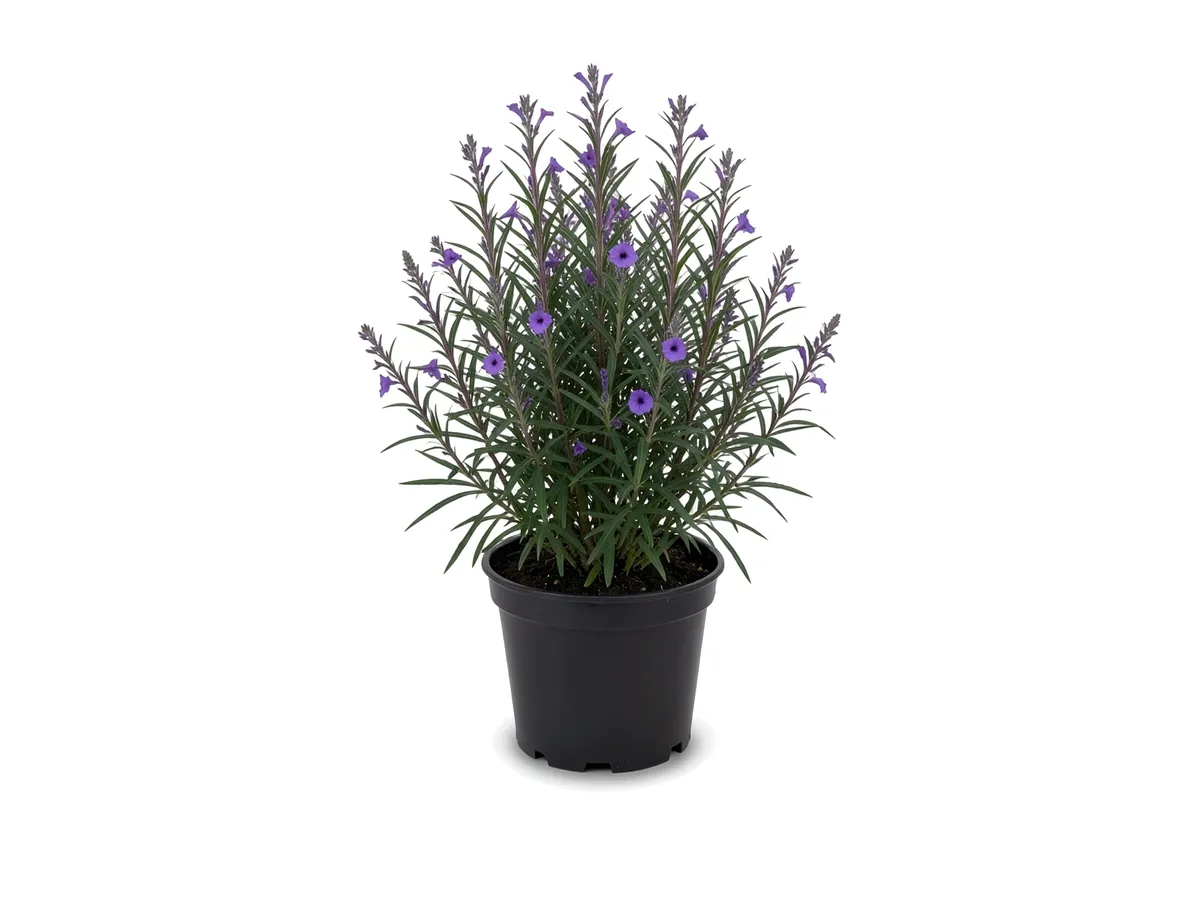 Mexican Petunia