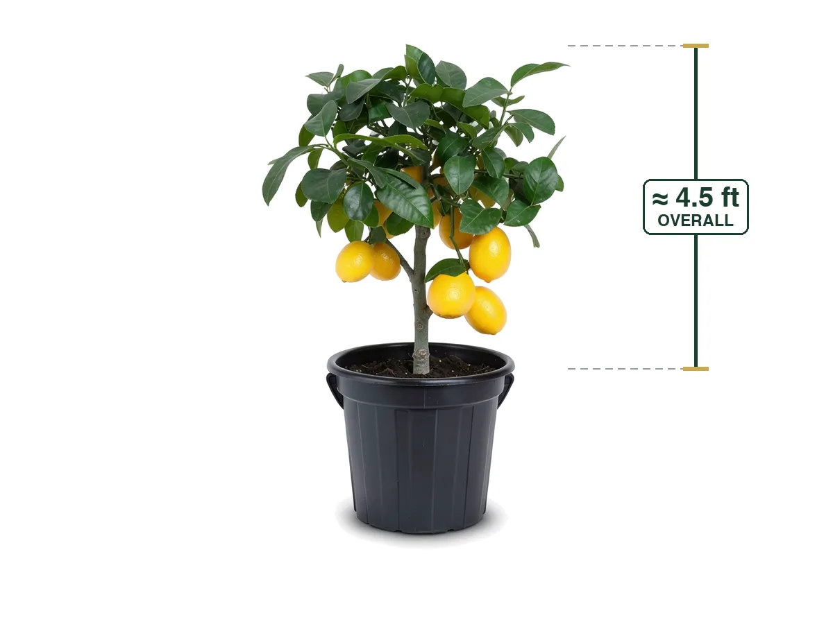 Meyer Lemon Tree