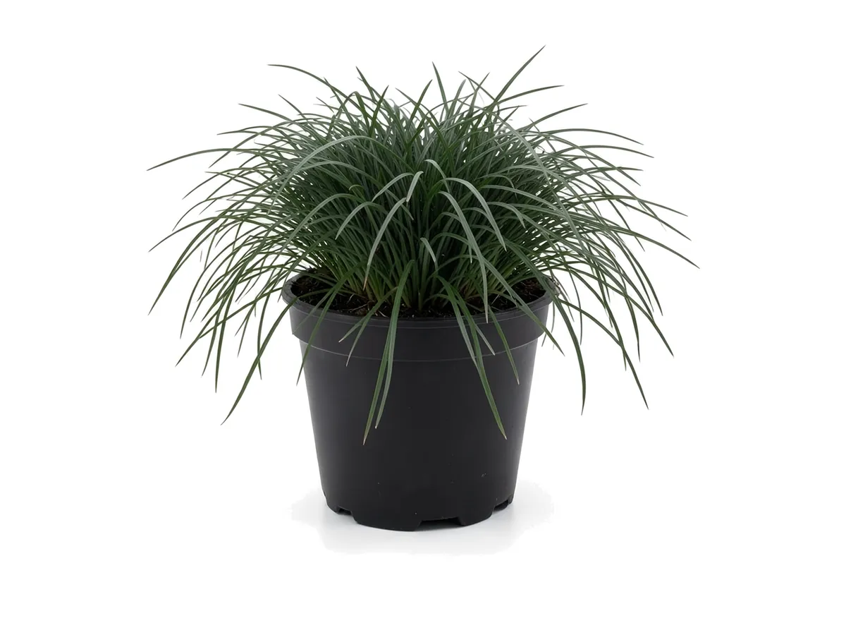 Mondo Grass