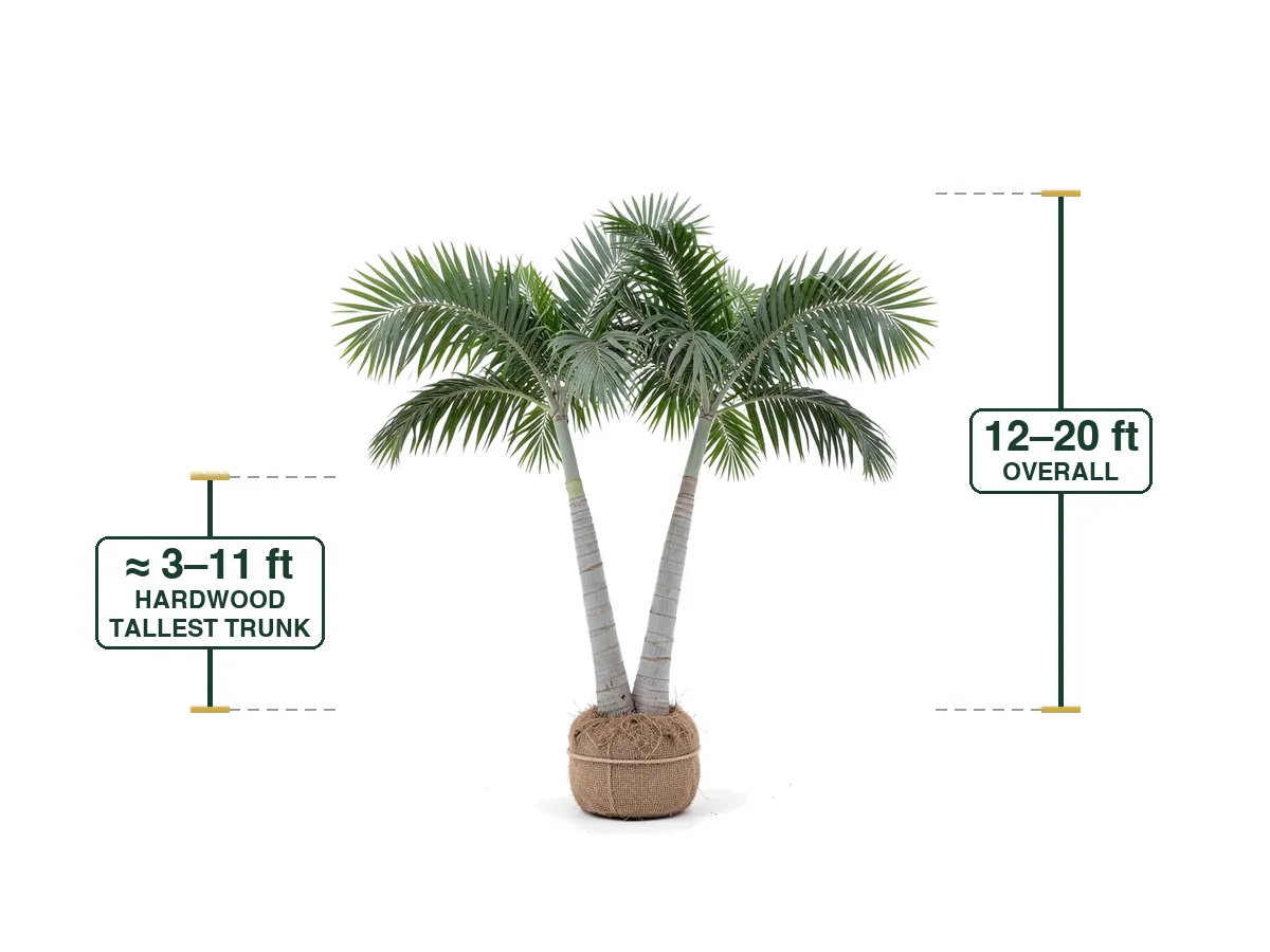 Montgomery Palm Double