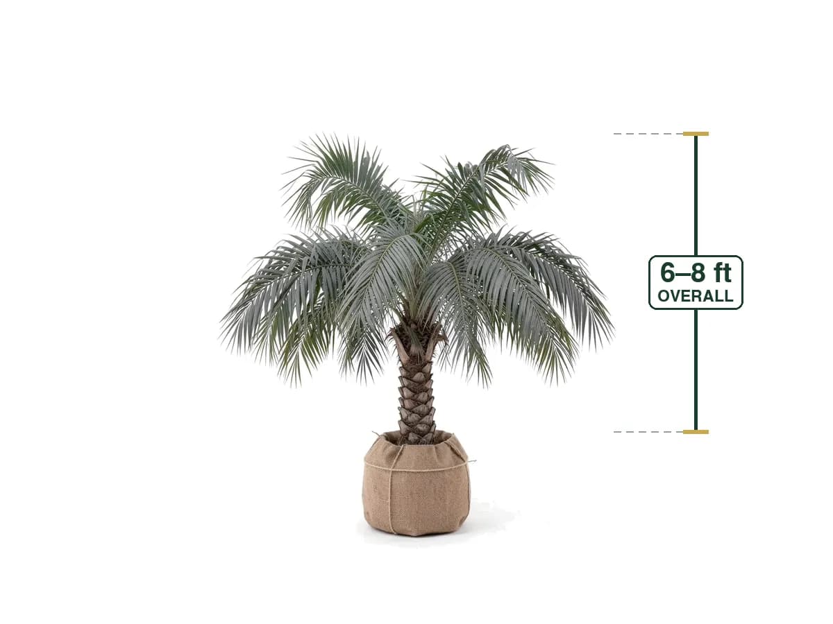 Mule Palm