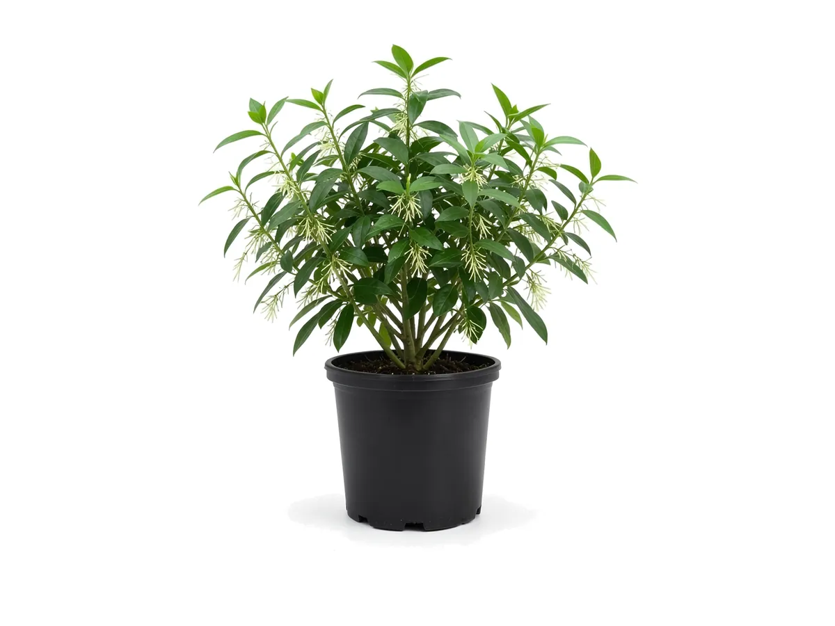 Night Blooming Jasmine