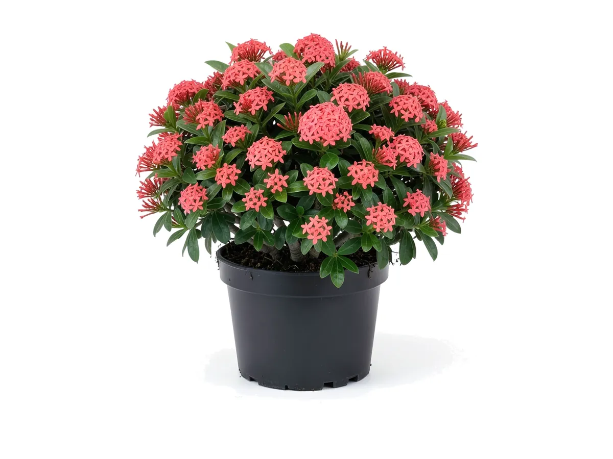 Nora Grant Ixora