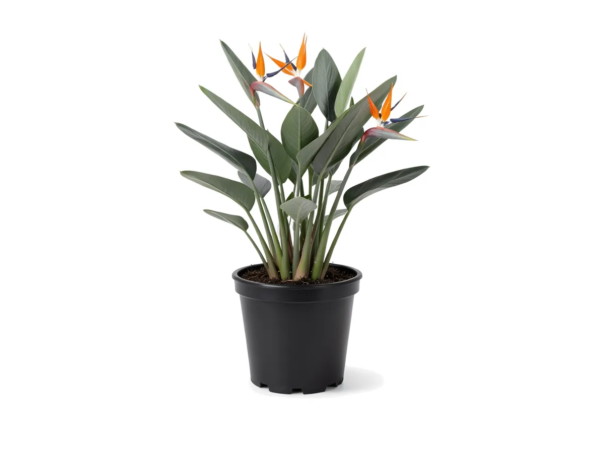 Orange Bird of Paradise