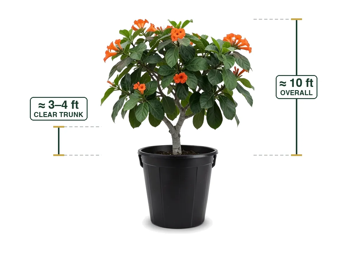 Orange Geiger Tree