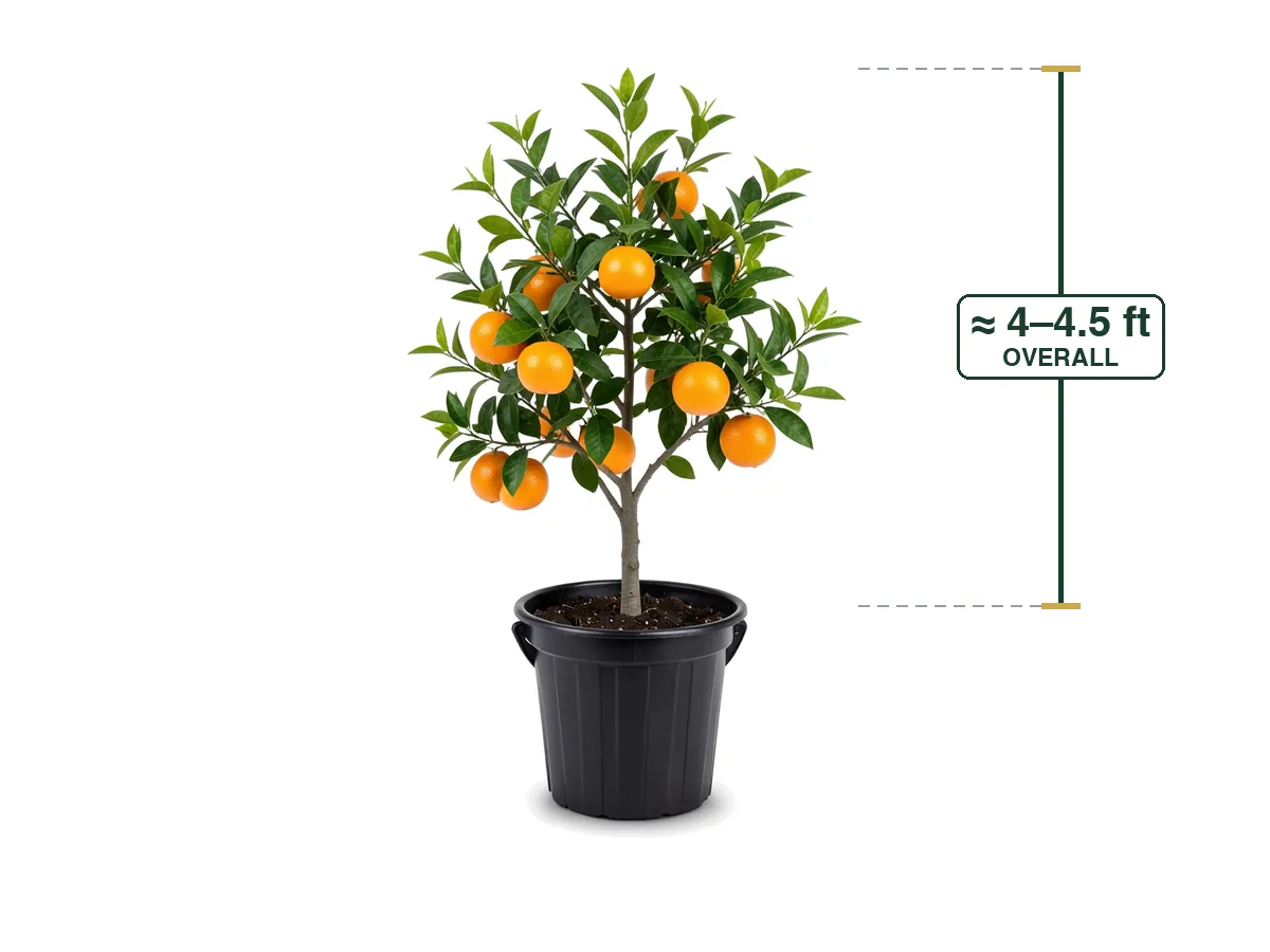 Orange Tree