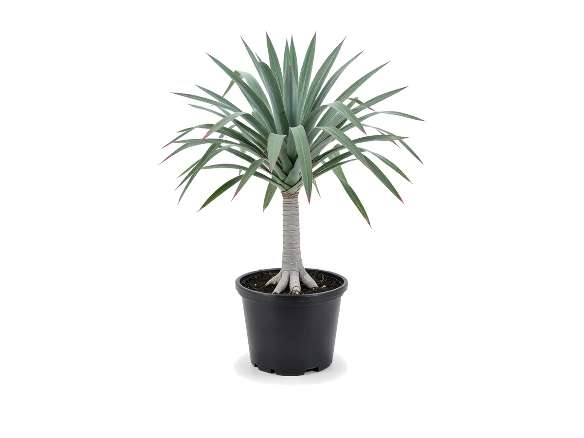 Pandanus (Screw Pine)